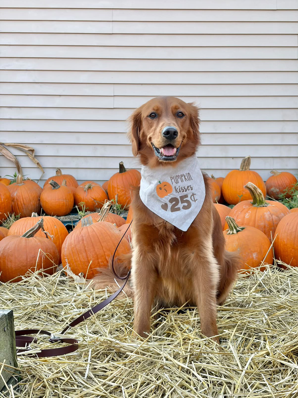 Pumpkin Kisses Embroidered Dog Bandana