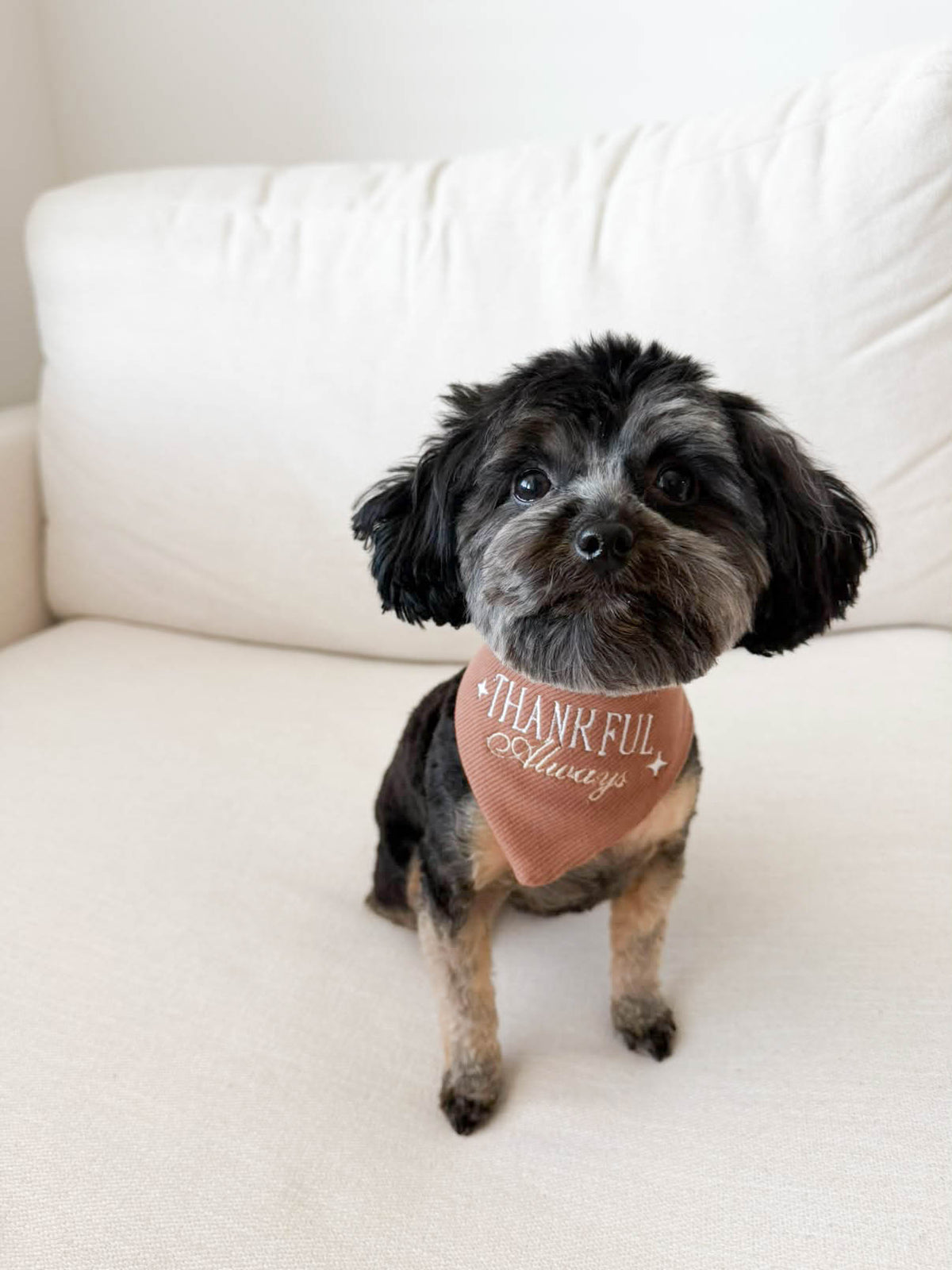 Thankful Always Embroidered Dog Bandana - Canoodle Company