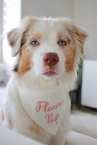 Dog wearing a bandana with 'Flower Pup' text, sitting indoors.
