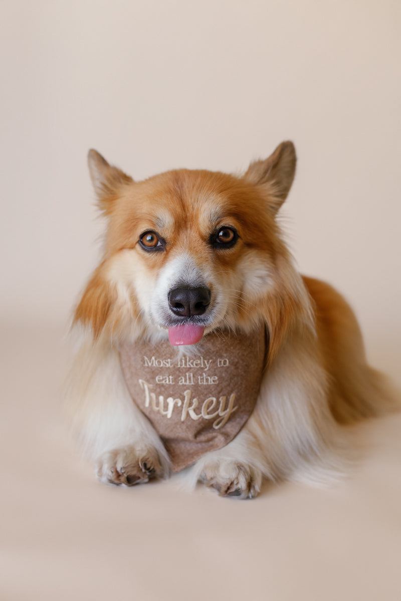 Dog wearing a thanksgiving bandana with text on a plain background