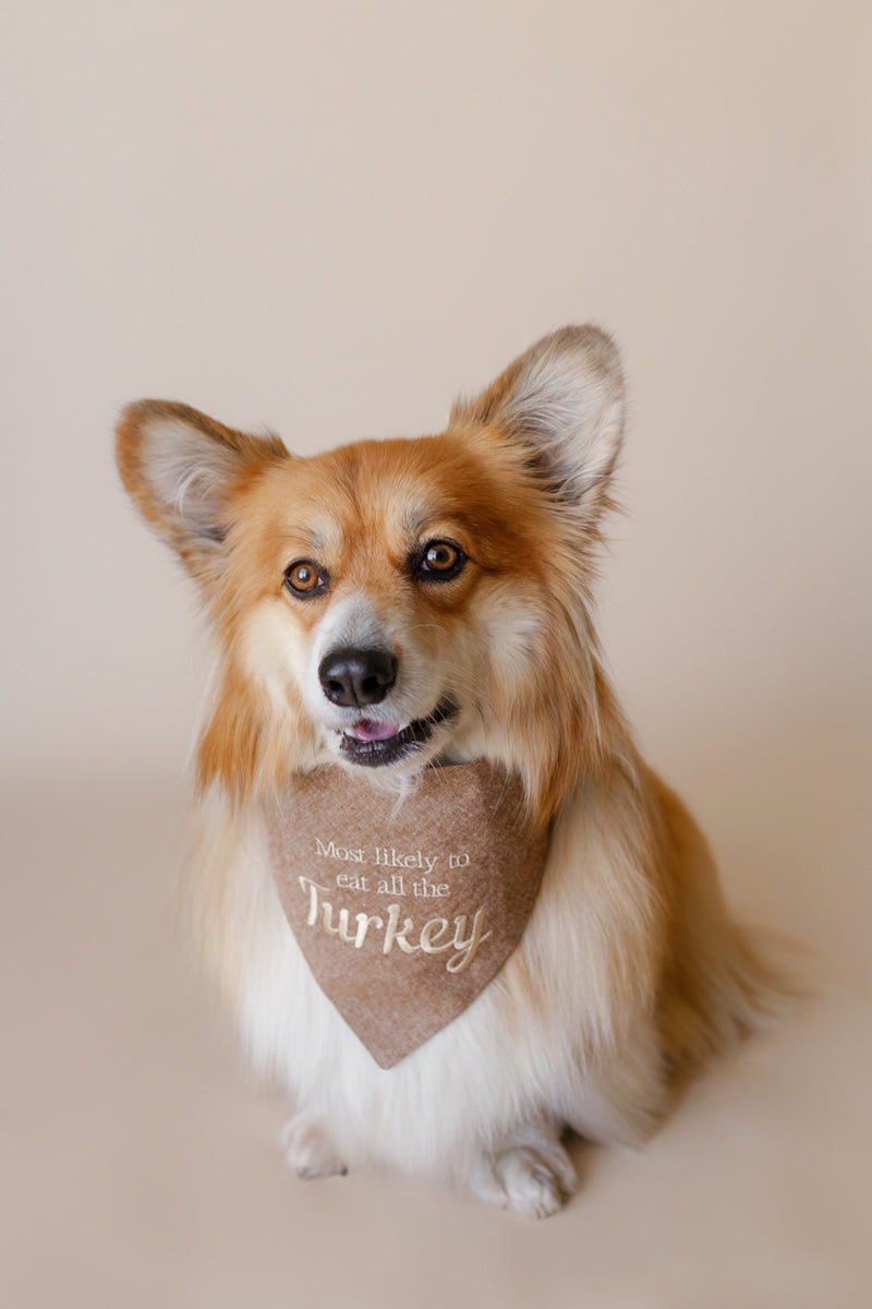 Dog wearing a bandana with text on a plain background