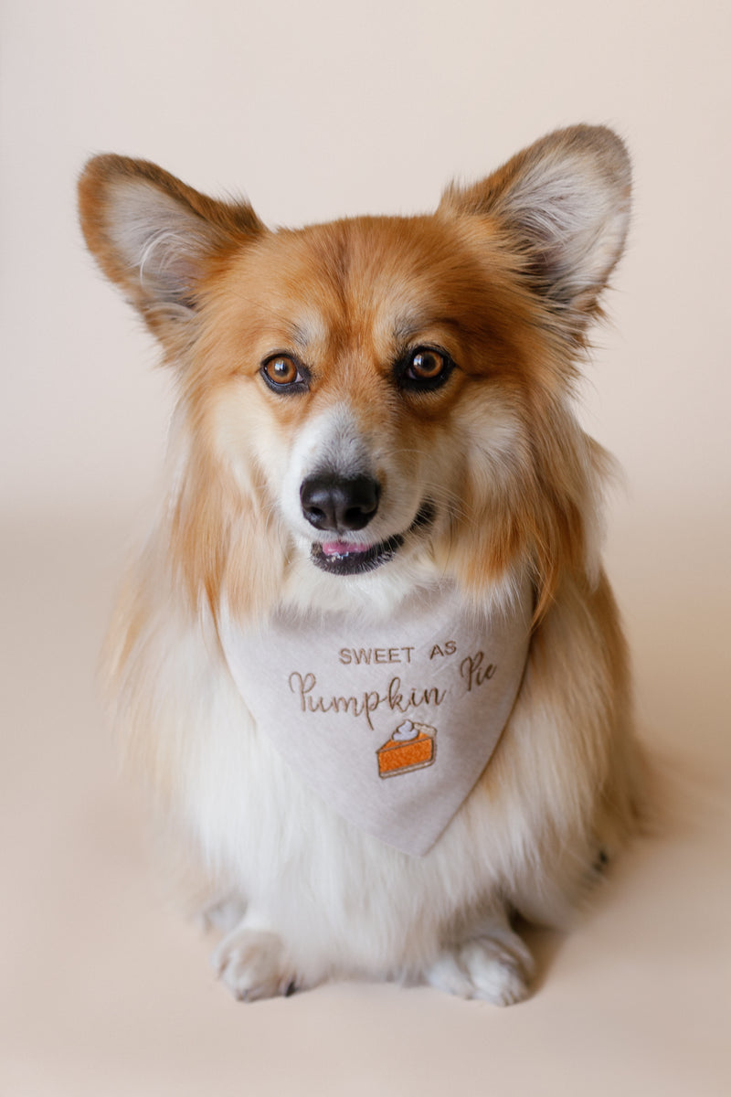 Dog wearing a bandana with text sitting on a beige background