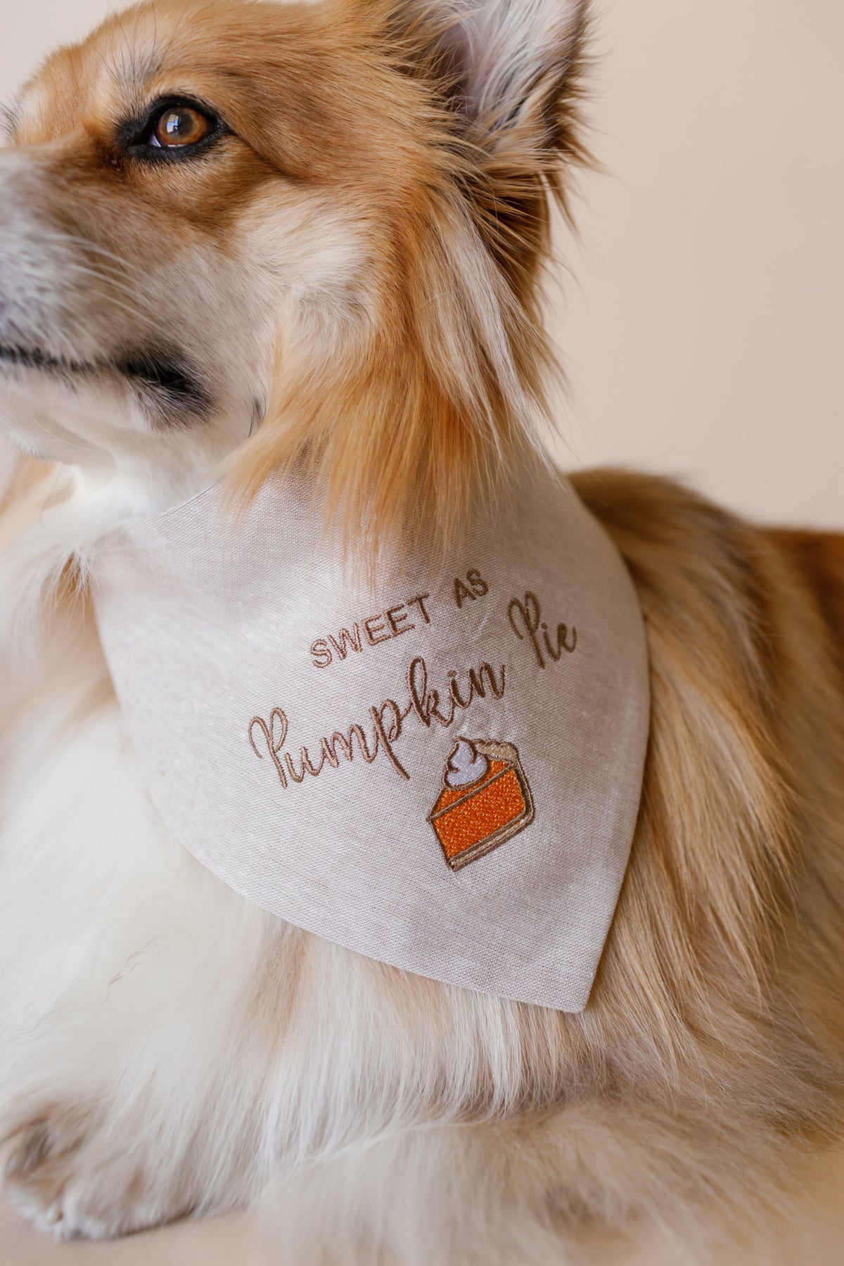 Dog wearing a bandana with 'Sweet as Pumpkin Pie' text and pumpkin pie graphic.