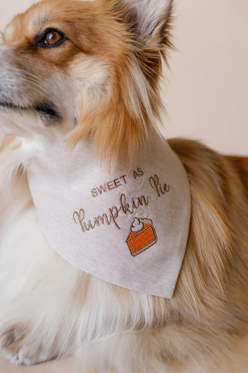 Dog wearing a bandana with 'Sweet as Pumpkin Pie' text and pumpkin pie graphic.