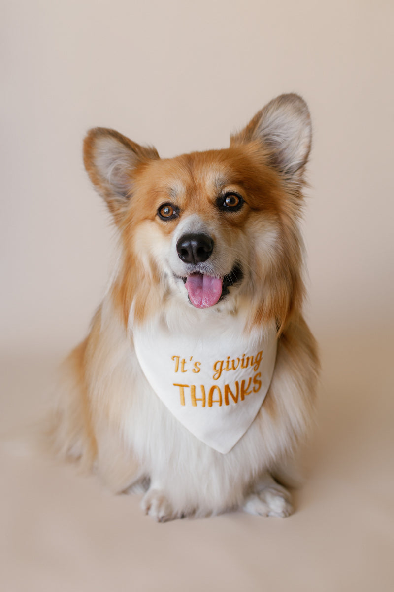 Dog wearing a bandana with 'It's giving THANKS' text on a plain background