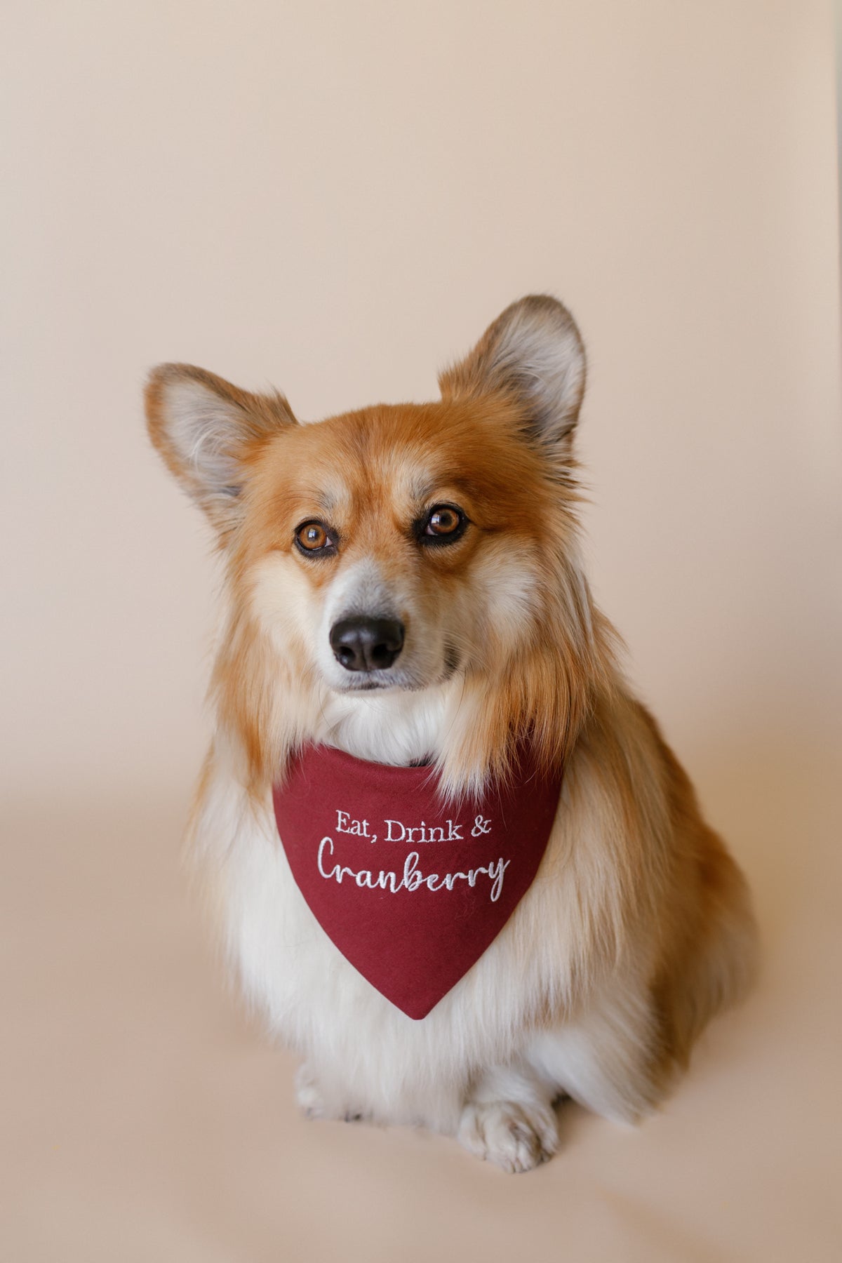 Dog wearing a red bandana with 'Eat, Drink & Cranberry' text on a beige background