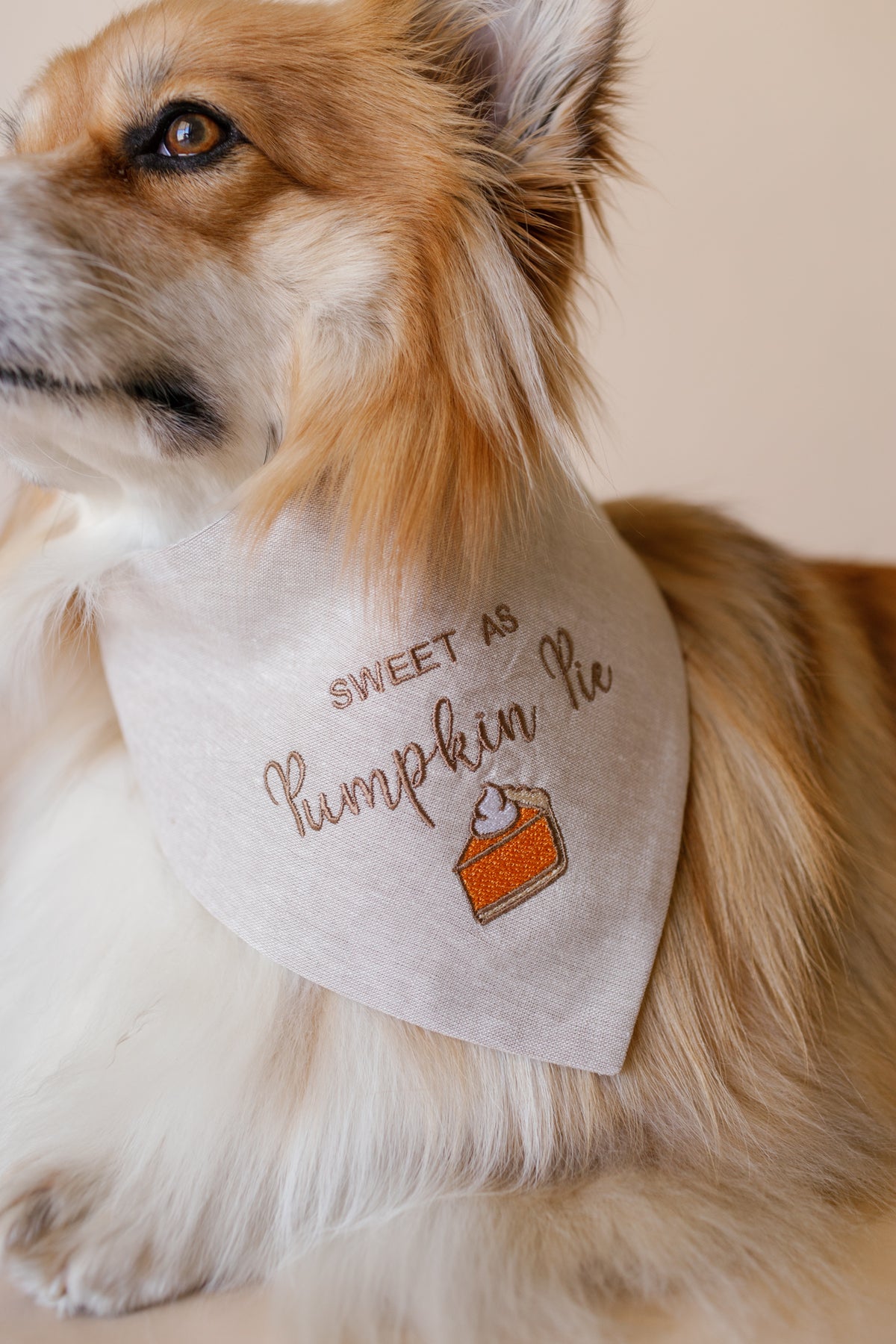 Dog wearing a bandana with 'Sweet as Pumpkin Pie' text and pumpkin graphic.