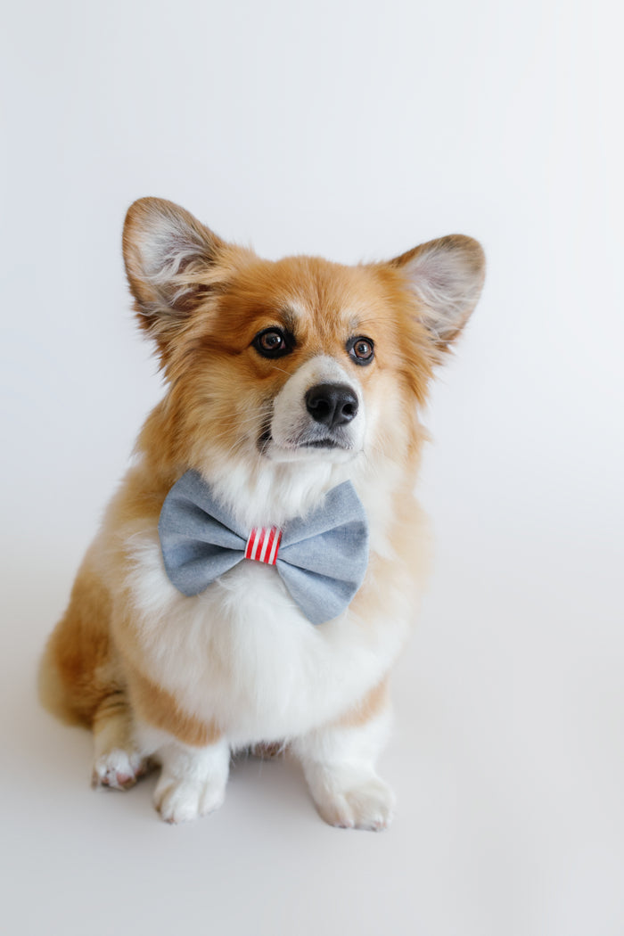 Patriotic Bowtie for Dog Collar - Canoodle Company