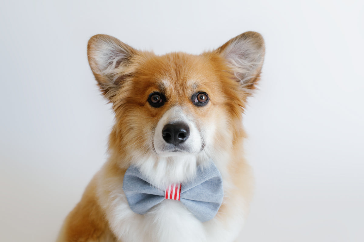 Patriotic Bowtie for Dog Collar - Canoodle Company