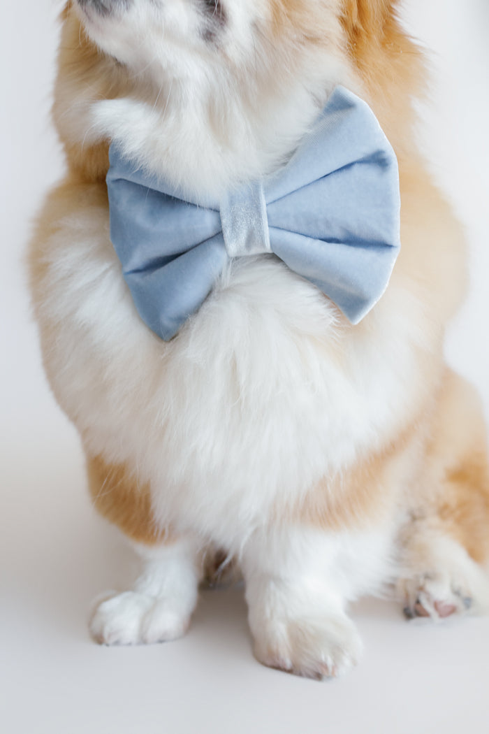 Dog wearing a light blue bow tie on a white background
