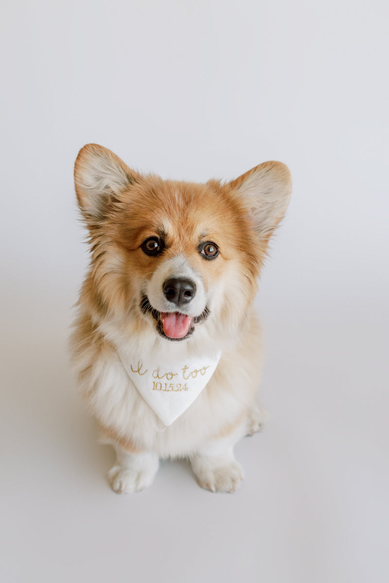 Corgi wearing a white engagement bandana with text on a light gray background