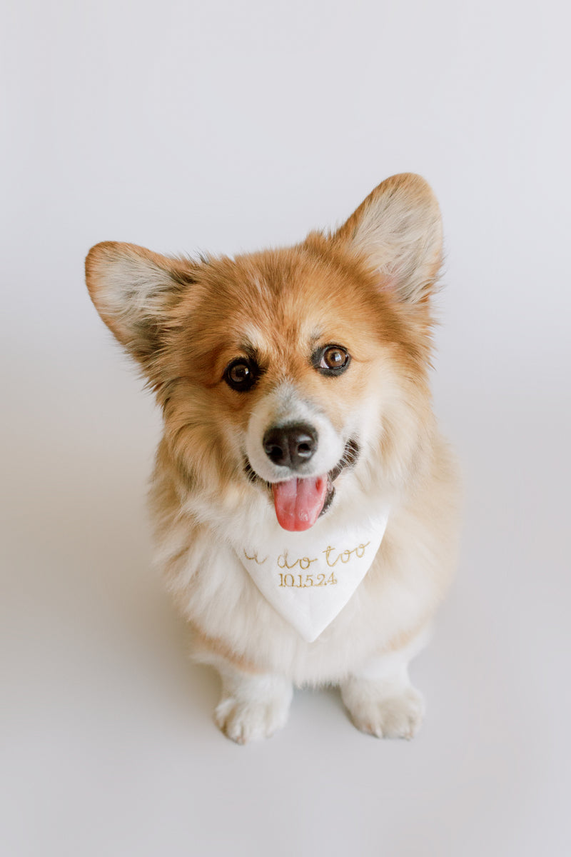 Small dog wearing a bandana with i do too text on a plain background