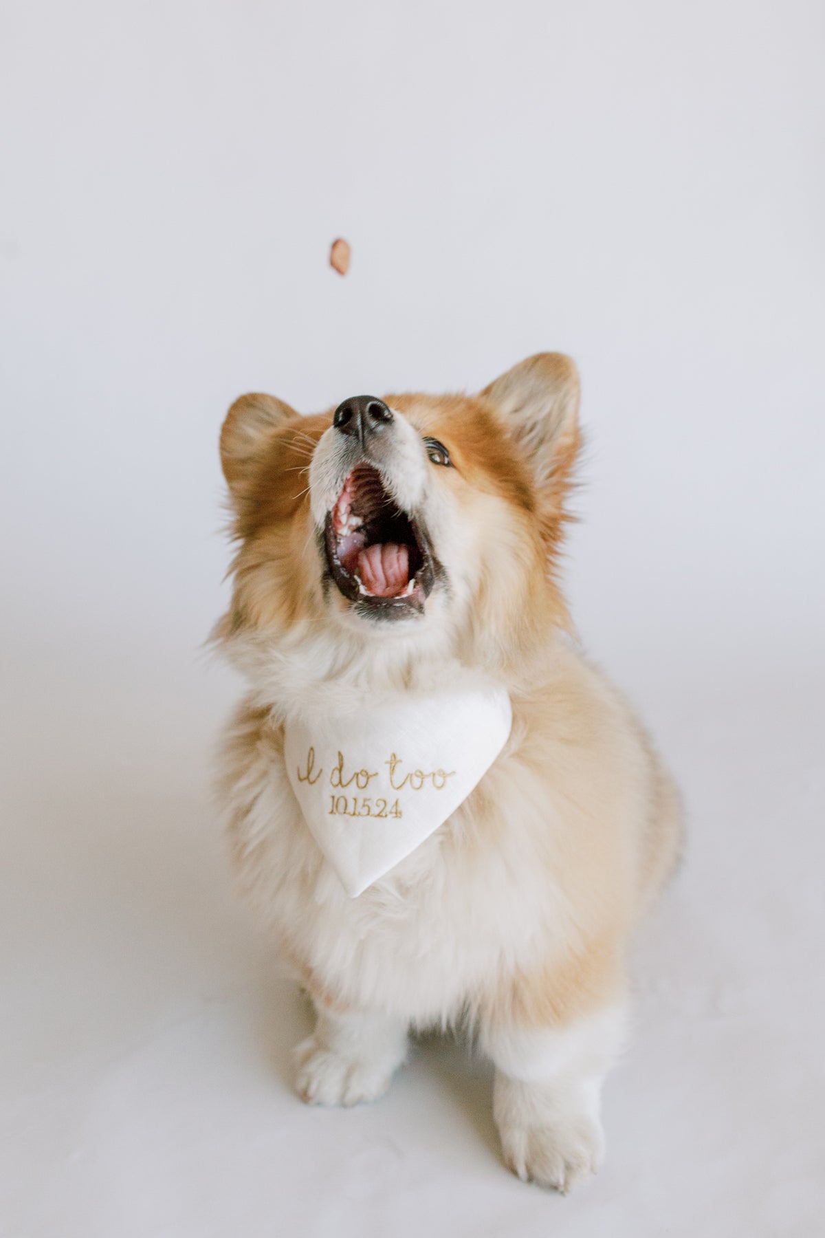 Dog wearing a bandana with 'I do too' text on a white background