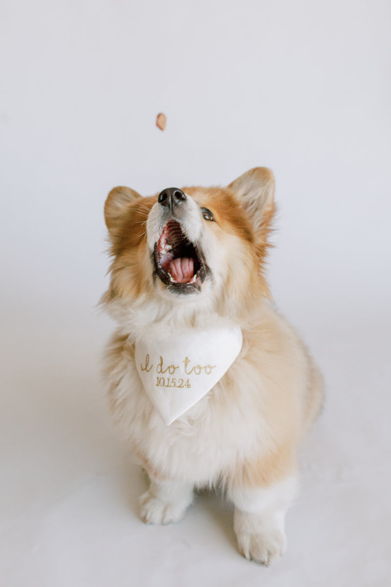 Dog wearing a bandana with 'I do too' text on a white background