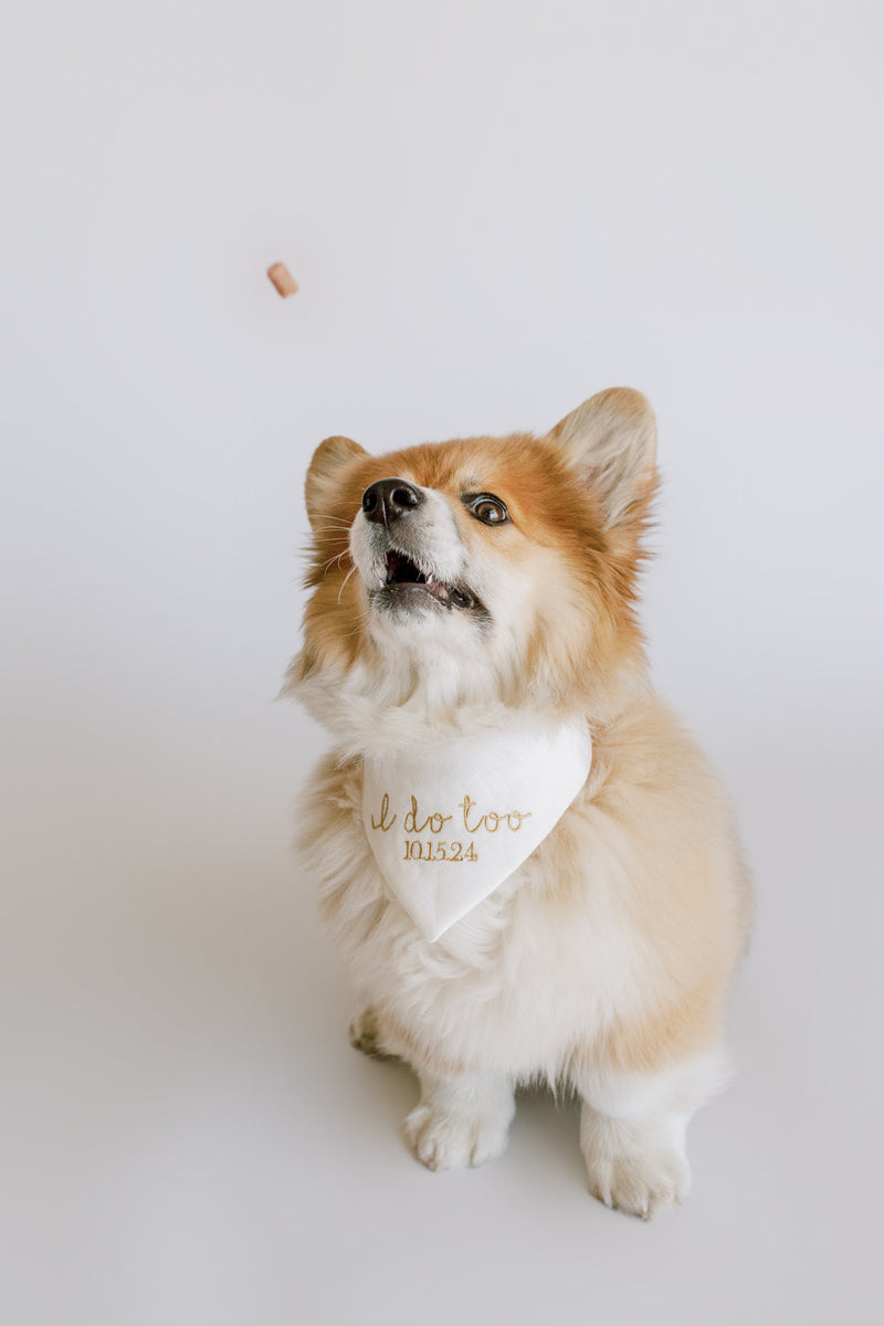 Corgi wearing a dog bandana for weddings with text on a white background