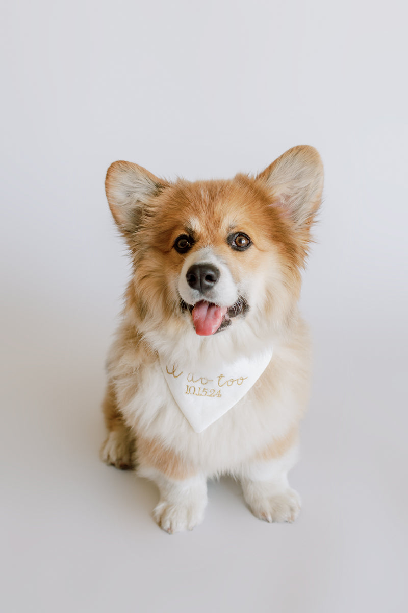 Corgi dog wearing a bandana with i do too text on a white background