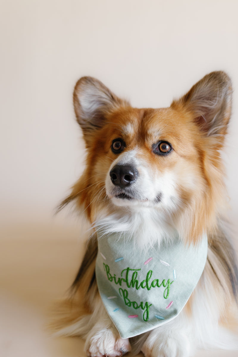 Dog wearing a 'Birthday Boy' bandana on a plain background