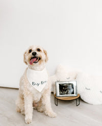 Dog wearing a bandana with 'Big Bro' text, sitting next to an ultrasound photo on a light wooden floor.