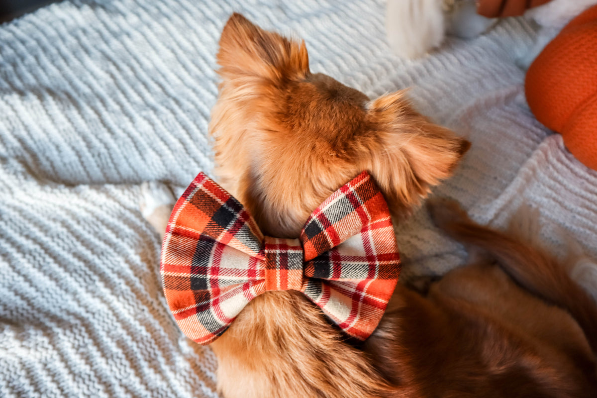 Small dog wearing a plaid bow tie on a textured surface