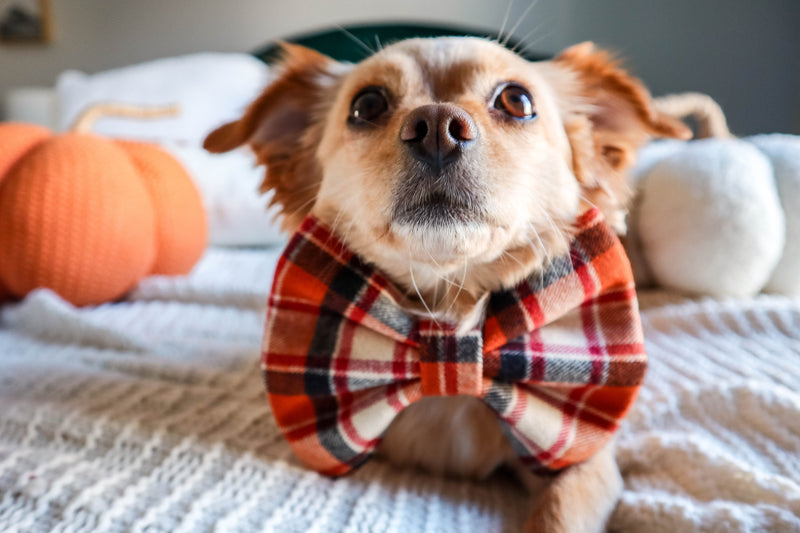 Dog wearing a plaid bowtie with pumpkins in the background