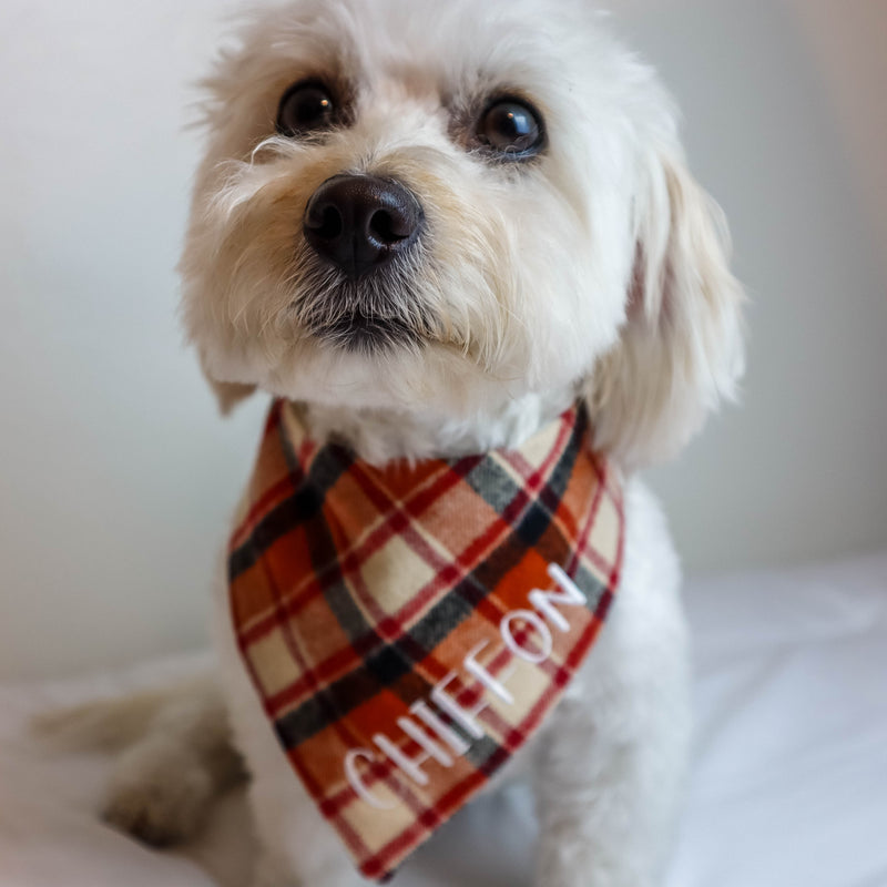 Small white dog wearing a plaid bandana with 'CHIFFON' printed on it.