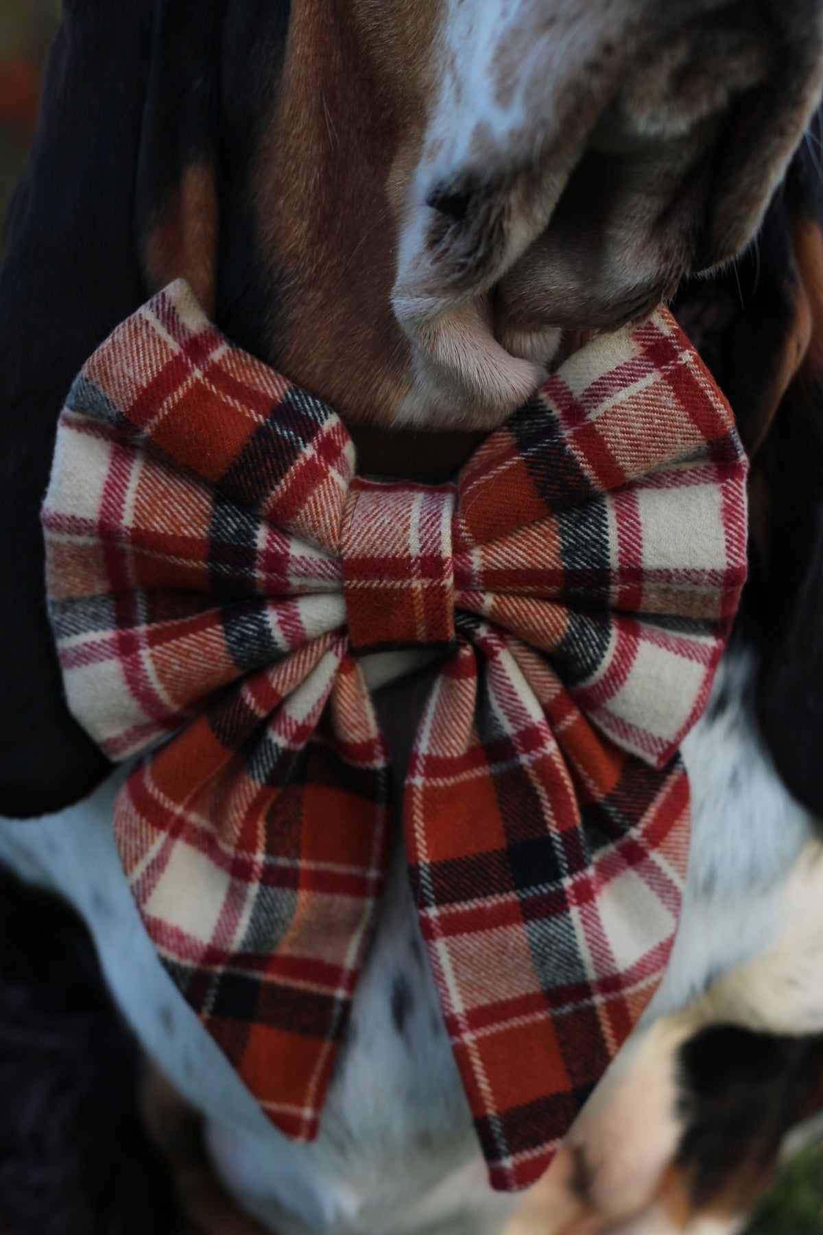 Plaid bow tie on  a dog with a blurred background