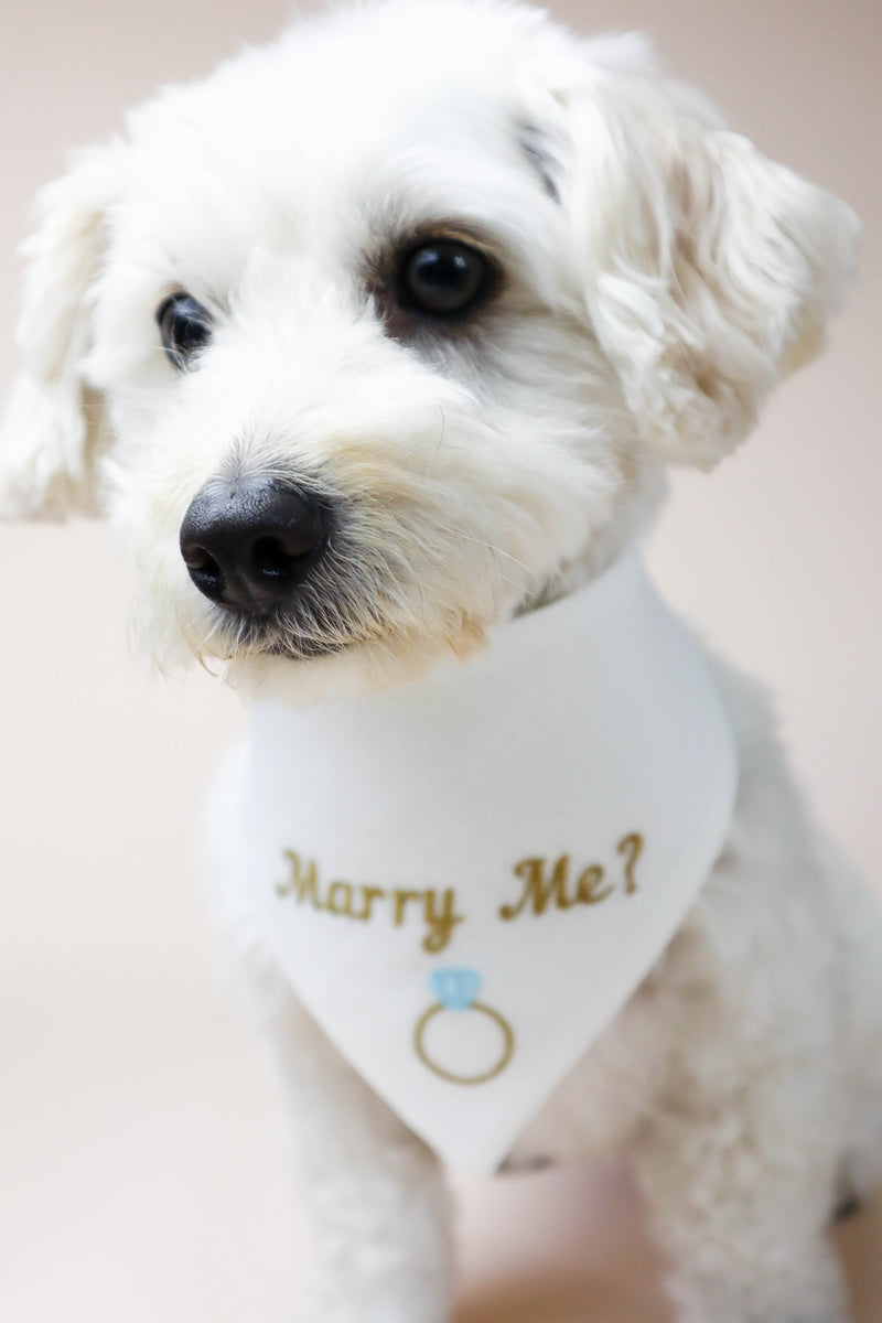 White dog wearing a bandana with 'Marry Me?' text and ring symbol.