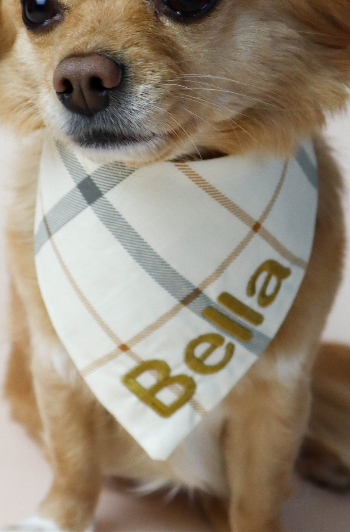 Small dog wearing a plaid bandana with 'Bella' on a light background