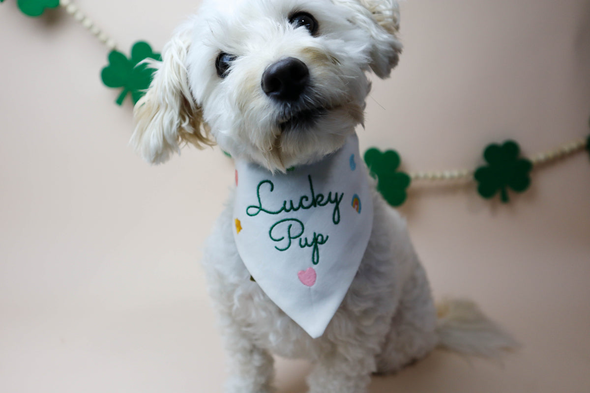 Small white dog wearing a 'Lucky Pup' bandana with shamrock decorations in the background.