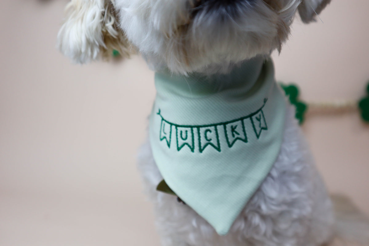 Dog wearing a green bandana with 'Lucky' written on it against a neutral background
