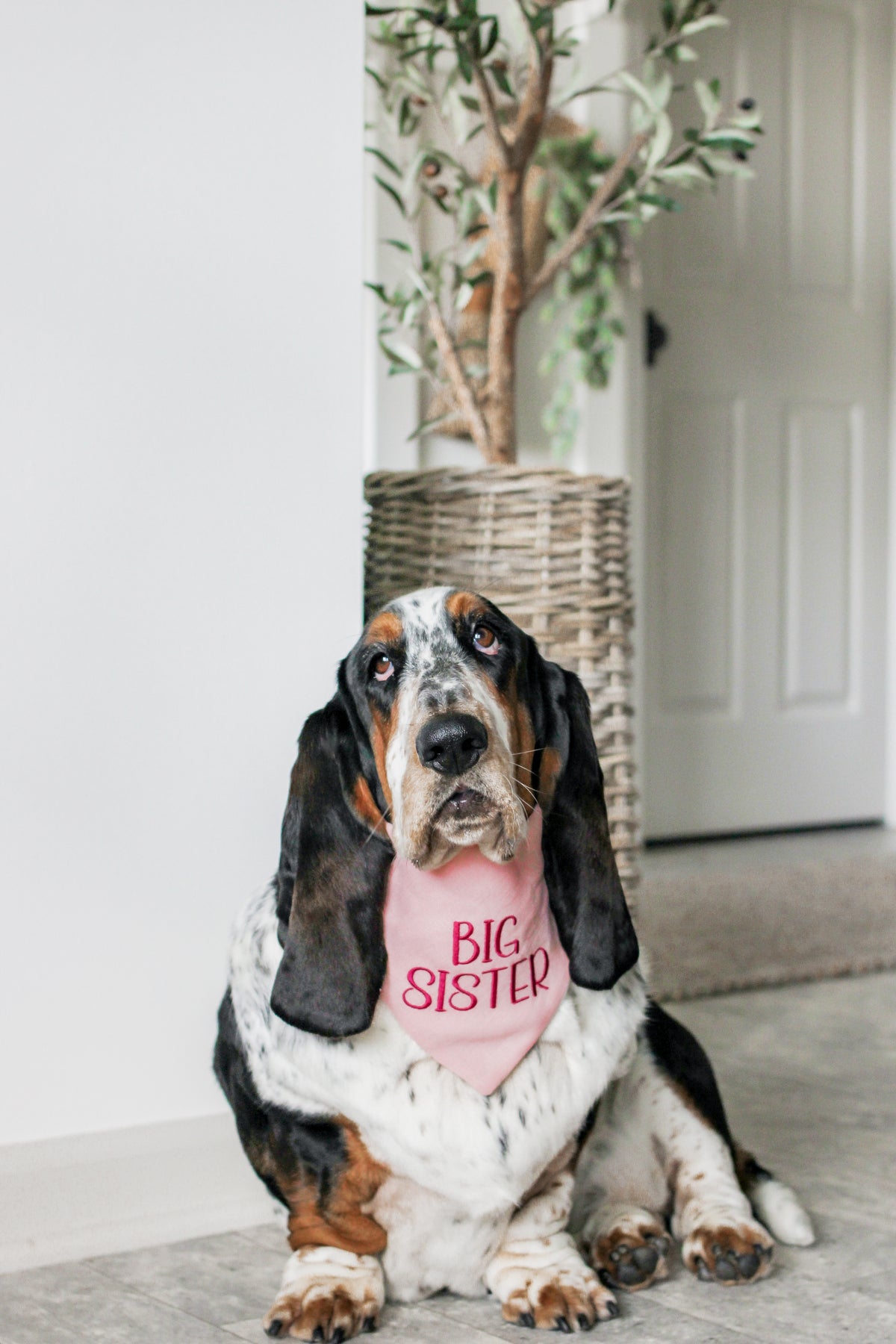 Dog wearing a 'Big Sister' bandana sitting on a carpeted floor.