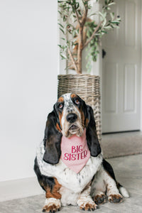 Dog wearing a 'Big Sister' bandana sitting on a carpeted floor.