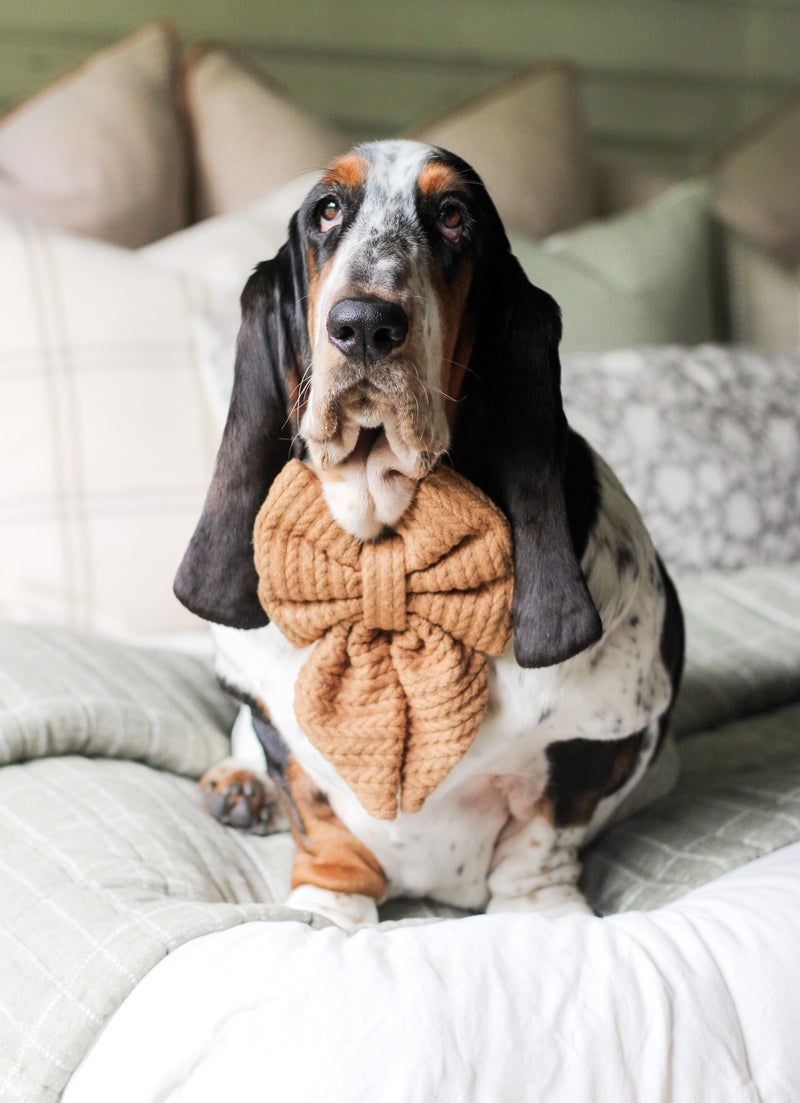 Dog wearing a knitted bow tie sitting on a couch with pillows in the background