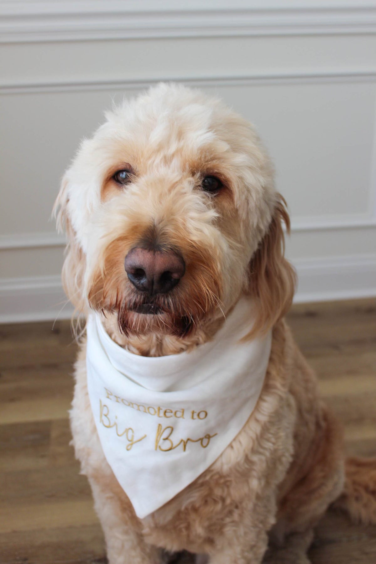 Dog wearing a white bandana with promoted to big bro text, sitting on a wooden floor.