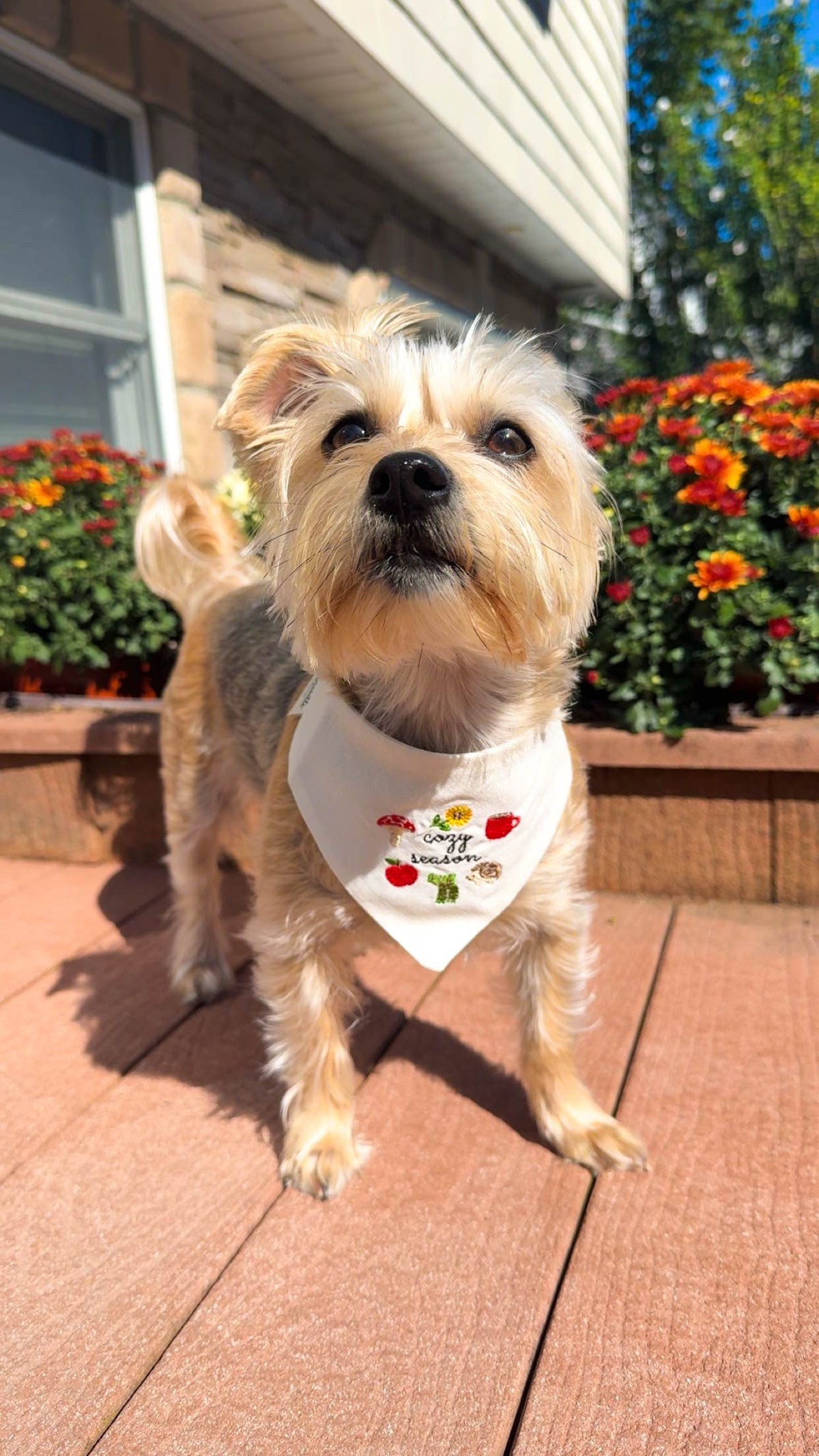 Cozy Season Embroidered Dog Bandana - Canoodle Company
