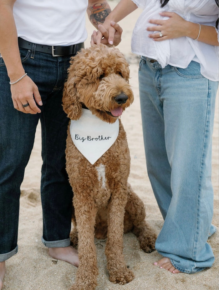 Dog wearing a 'Big Brother' bandana standing on sand with two people in the background.
