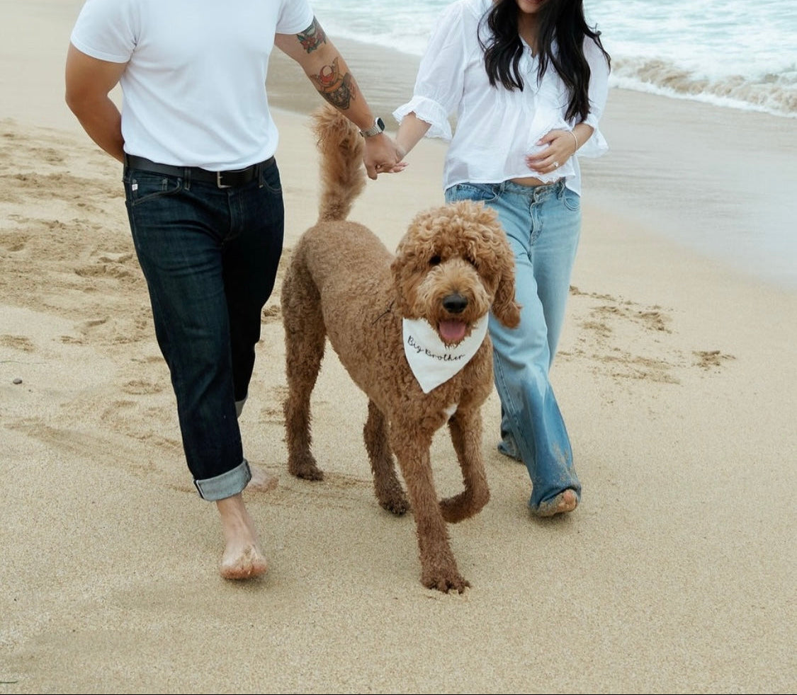 Man and woman walking a brown dog on a beach with rocky cliffs in the background
