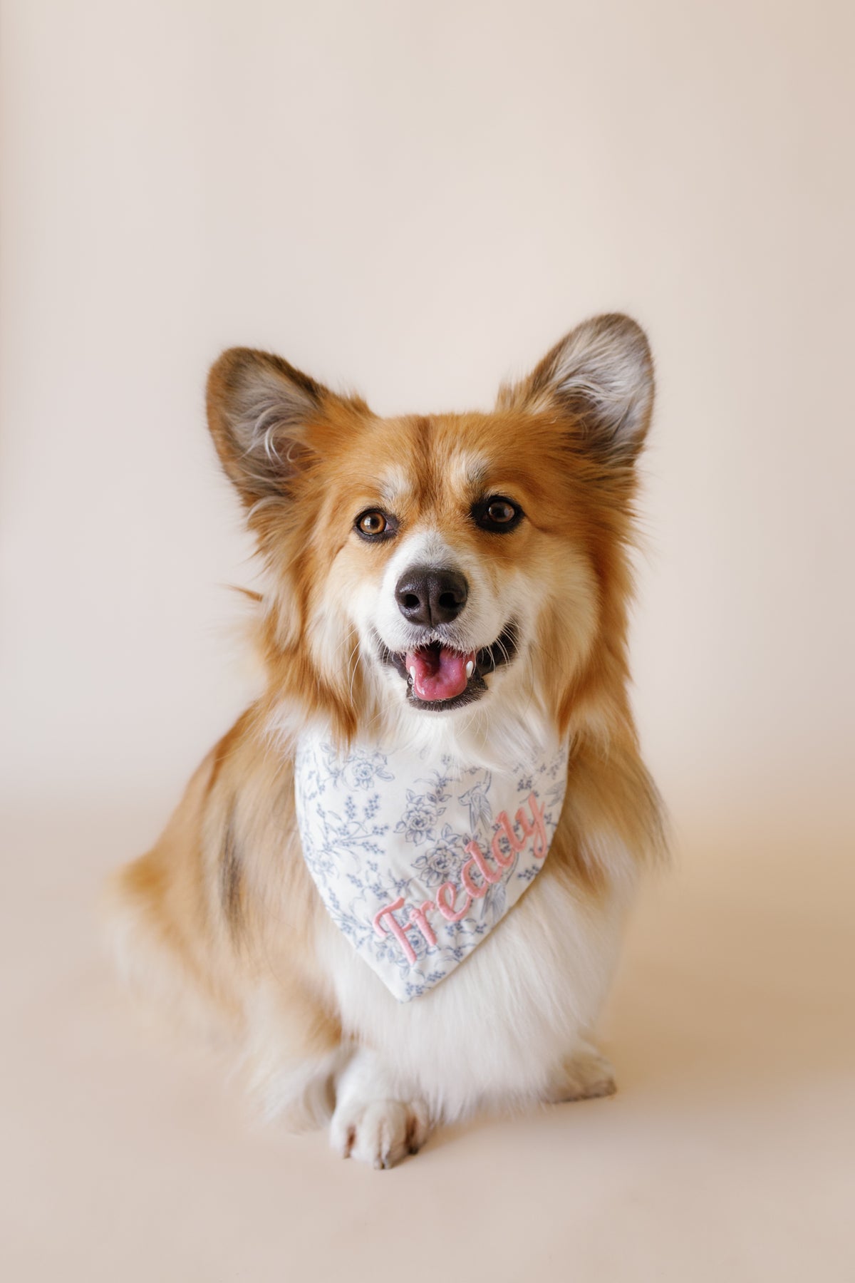 Dog wearing a french toile blue bandana with text on a plain background