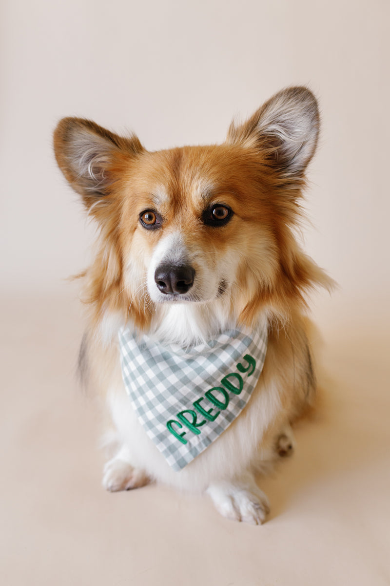 Dog wearing a green checkered bandana with 'Freddy' on a beige background