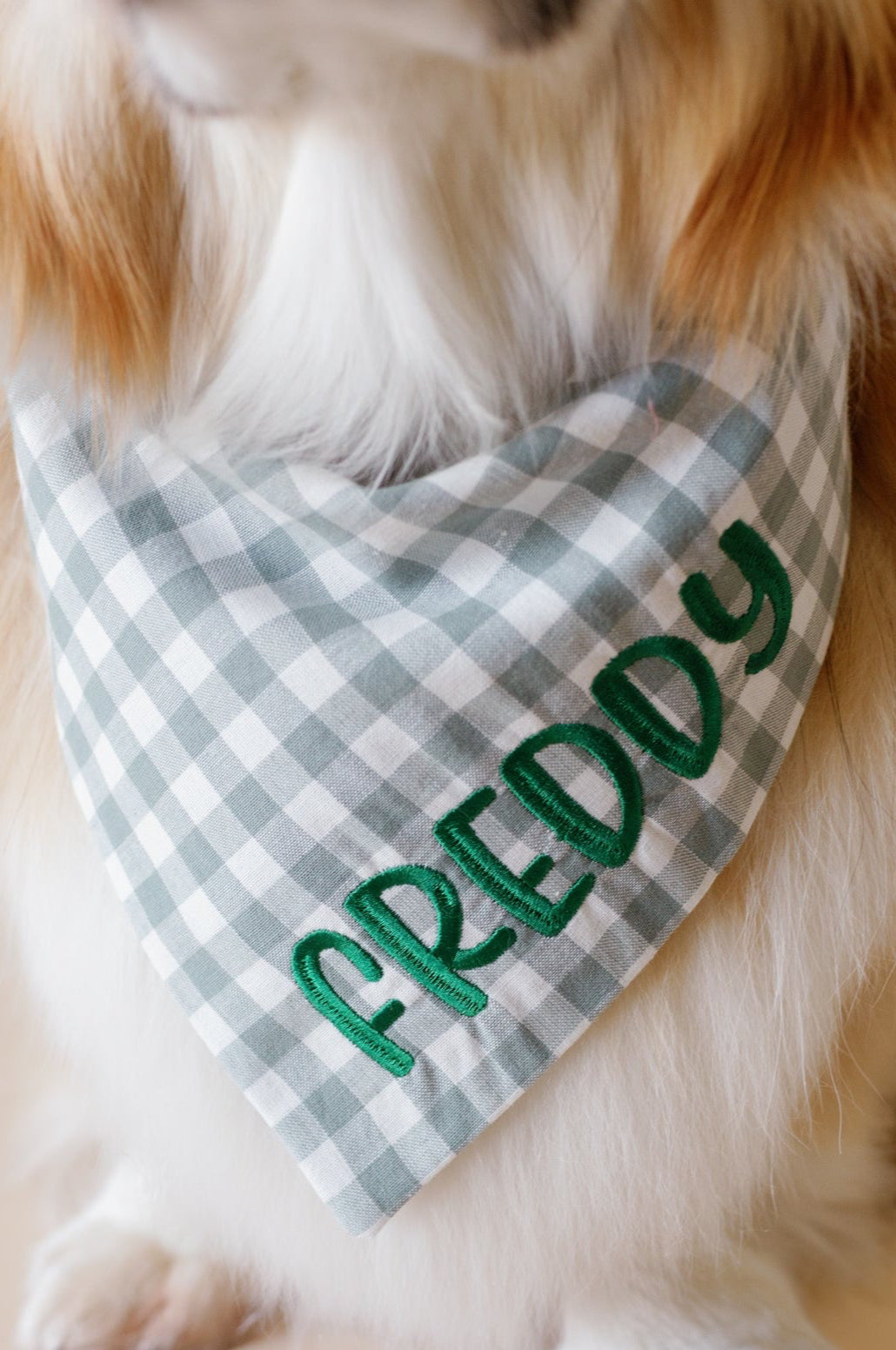 Dog wearing a checkered bandana with 'FREDDY' embroidered on it.