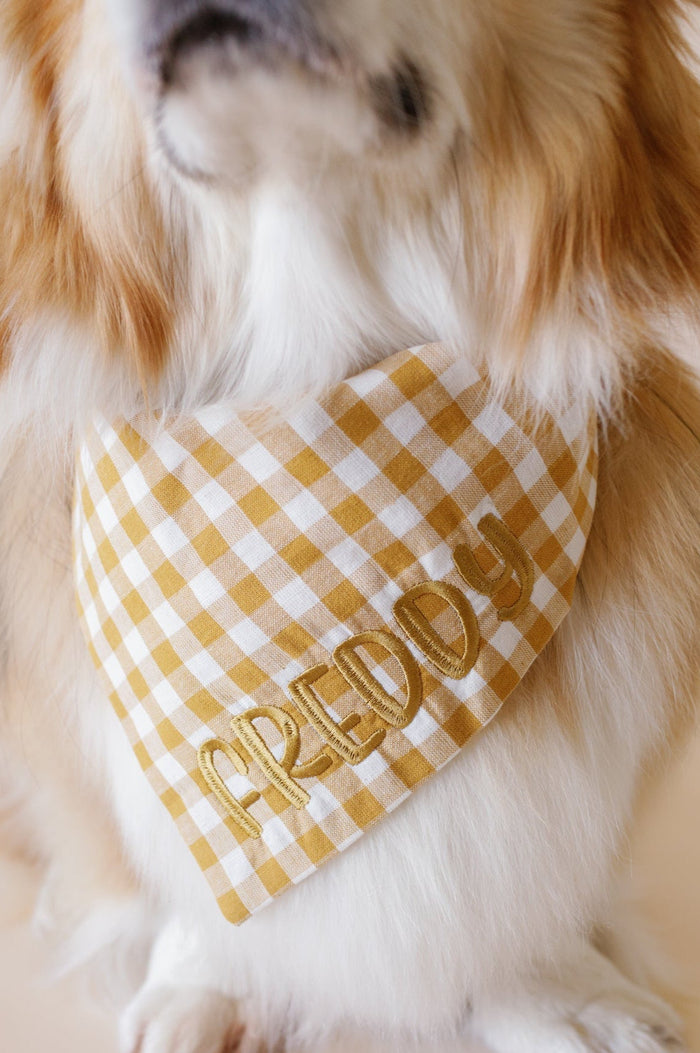 Dog wearing a yellow checkered bandana with 'Freddy' printed on it.