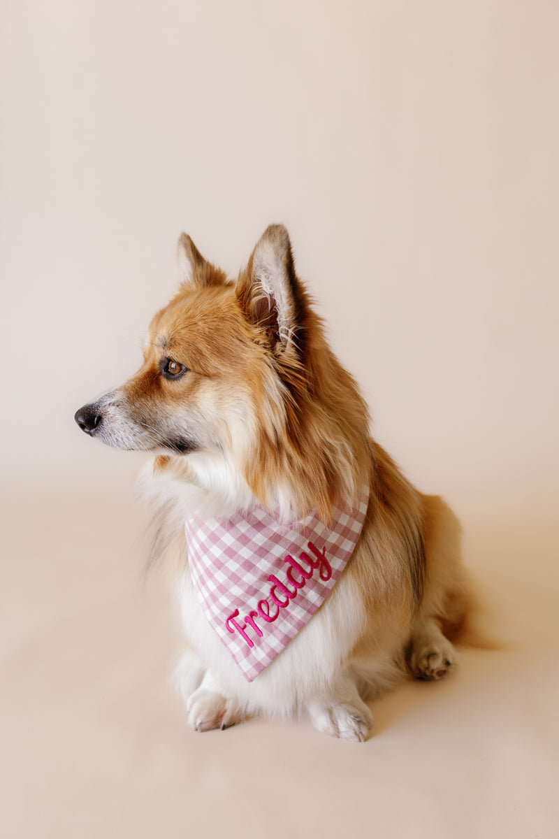 Dog wearing a purple checkered bandana with 'Freddy' on a beige background