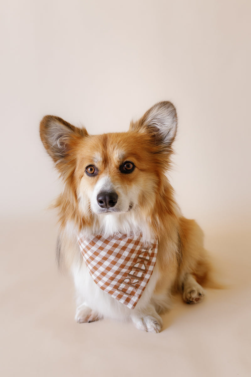 Dog wearing a checkered bandana on a plain background