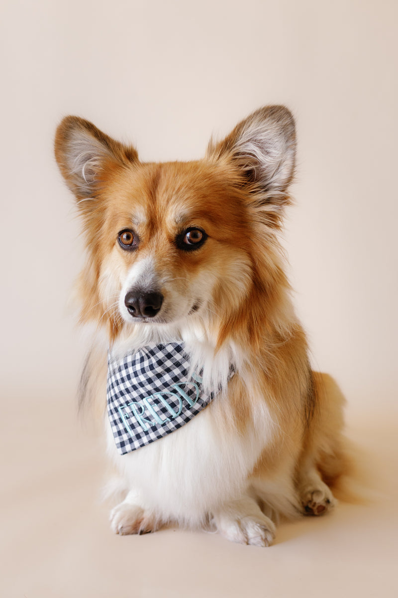 Dog wearing a checkered bandana on a plain background