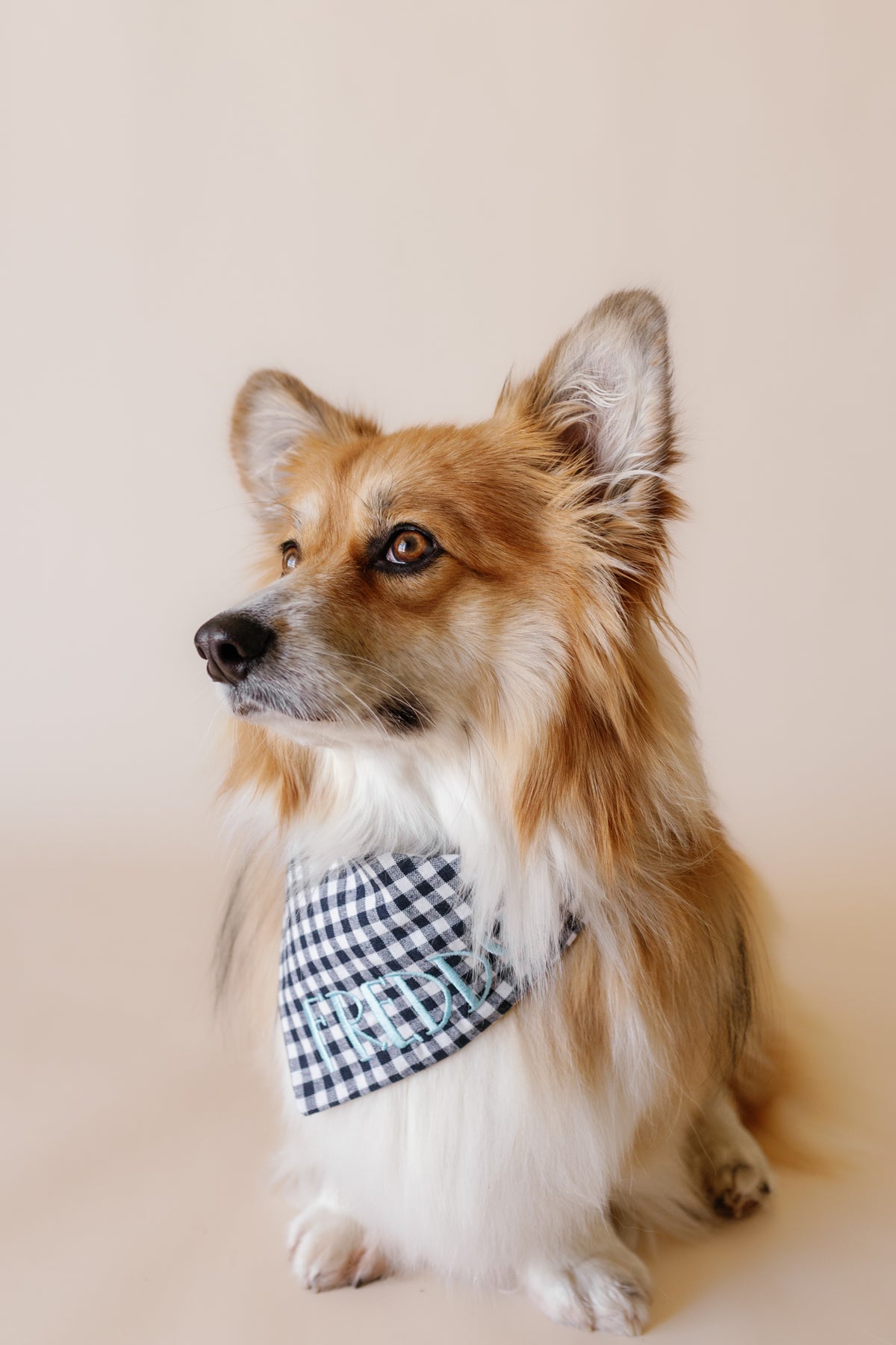 Dog wearing a checkered bandana on a beige background