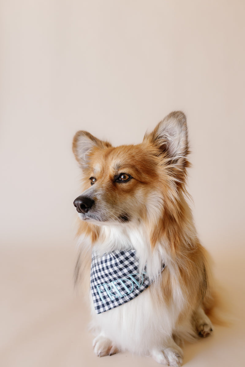 Dog wearing a checkered bandana sitting on a beige background