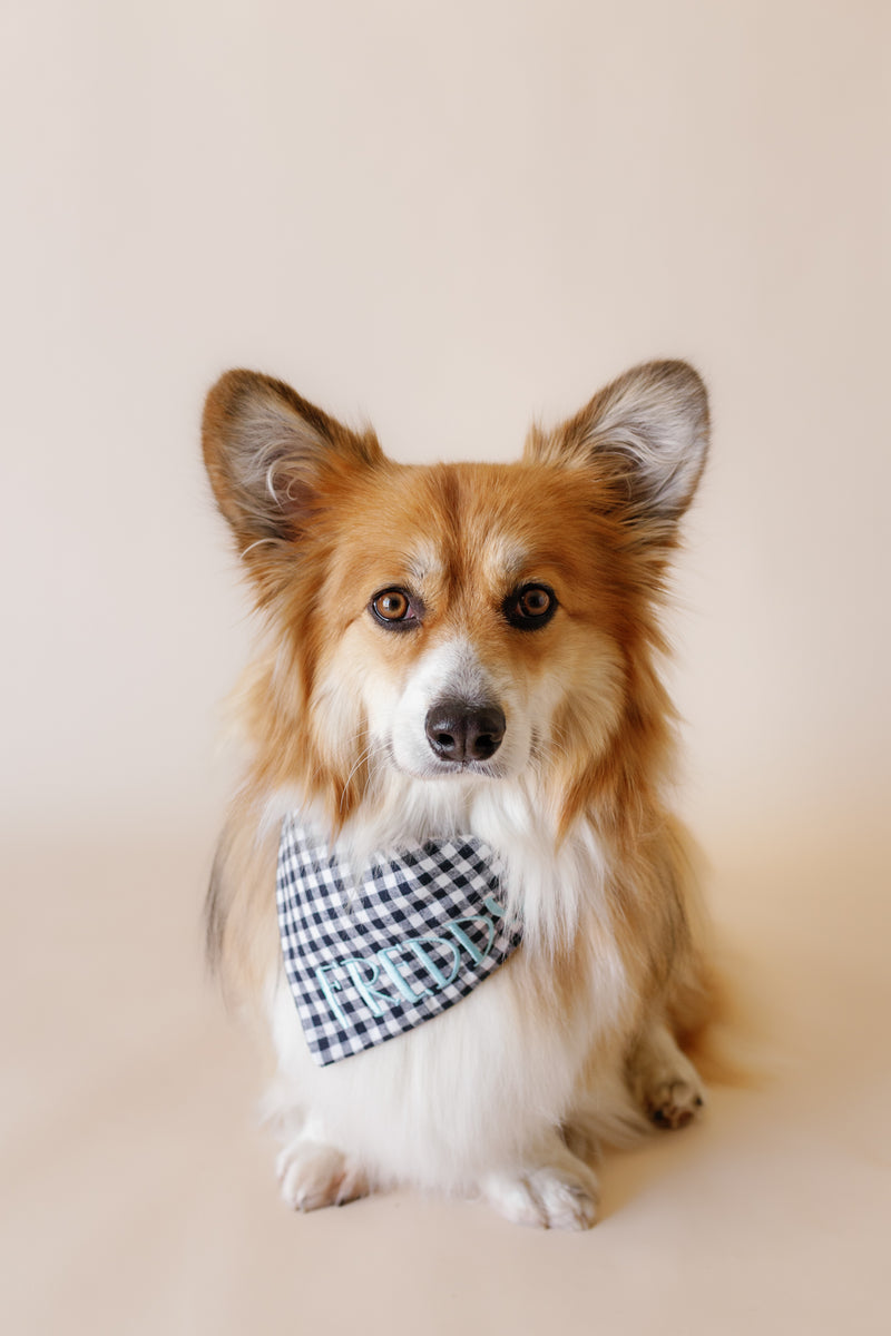 Dog wearing a checkered bandana on a beige background