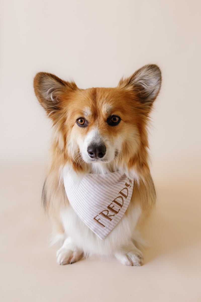 Dog wearing a brown striped bandana with 'Freddy' on a beige background
