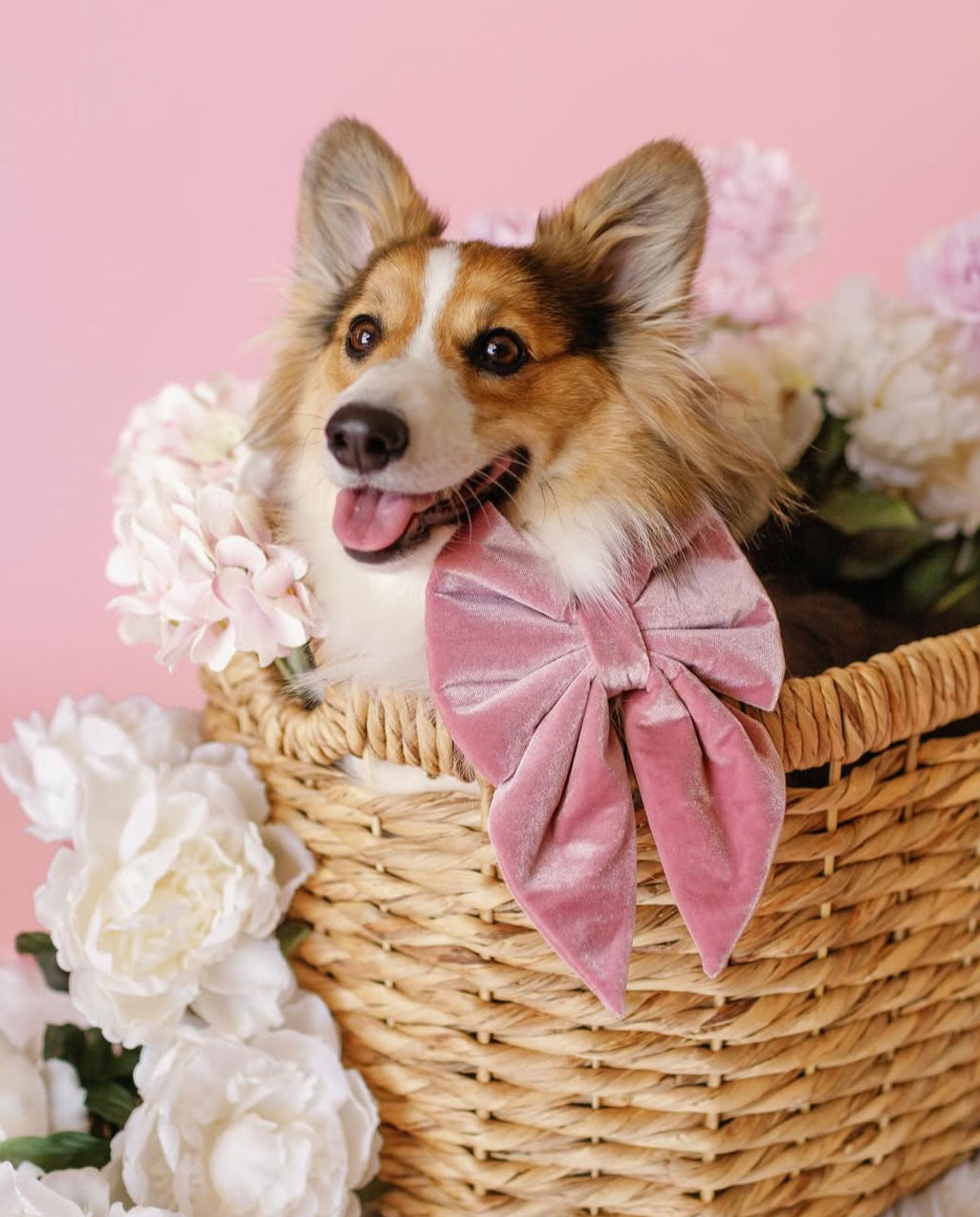 Dog in a basket with flowers and a pink bow on a pink background