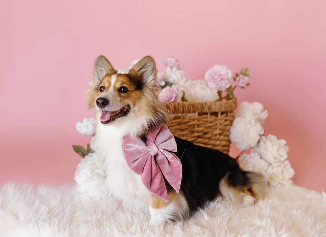 Dog wearing a pink bow tie sitting on a fluffy white surface with a pink background